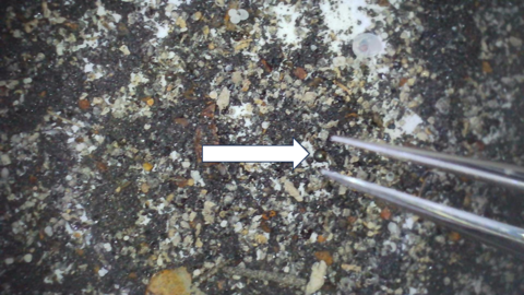 0.4-millimeter diameter iron-rich spherule (white arrow) amongst a background of shell hash and other debris